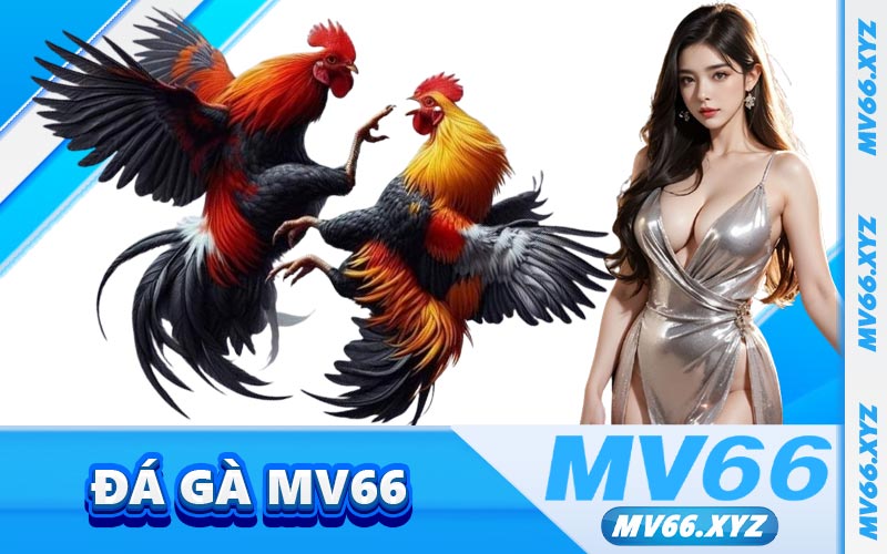 Đá Gà MV66